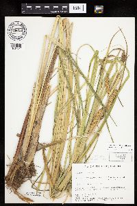 Carex utriculata image