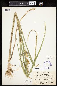 Carex utriculata image