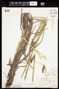 Carex utriculata image