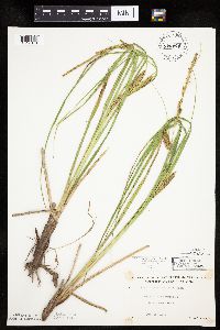 Carex utriculata image