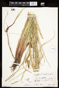 Carex utriculata image