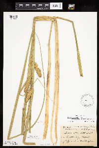 Carex utriculata image