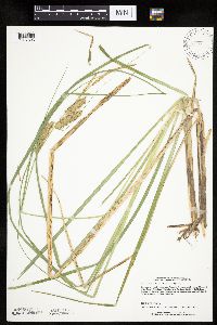 Carex utriculata image