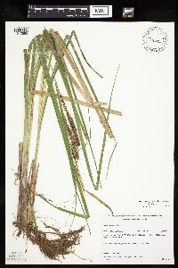 Carex utriculata image