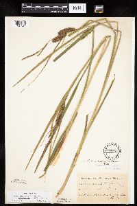 Carex utriculata image