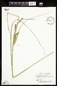 Carex utriculata image