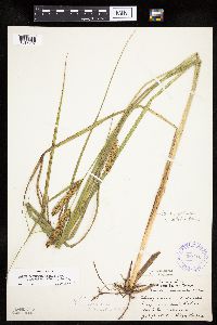 Carex utriculata image