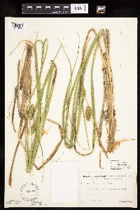 Carex utriculata image