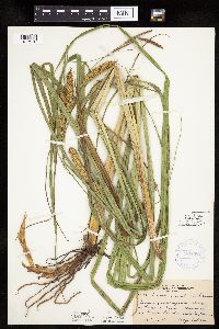 Carex utriculata image