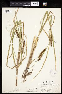 Carex utriculata image