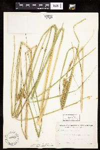 Carex utriculata image