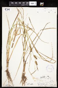 Carex utriculata image