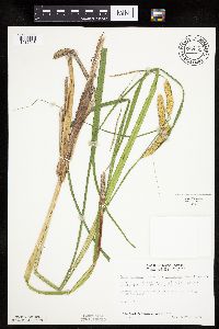 Carex utriculata image