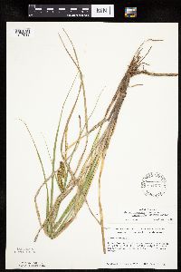 Carex utriculata image