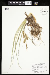 Carex utriculata image