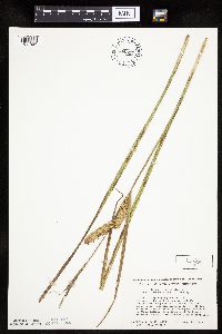 Carex utriculata image