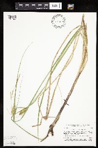 Carex utriculata image