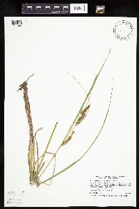 Carex utriculata image