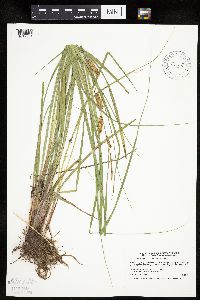 Carex utriculata image