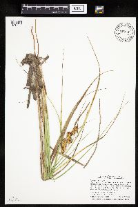 Carex utriculata image