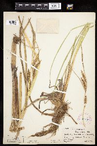 Carex utriculata image