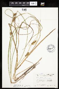 Carex utriculata image