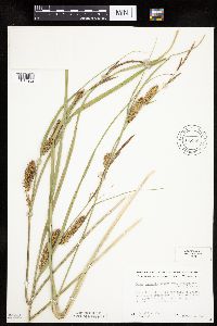 Carex utriculata image