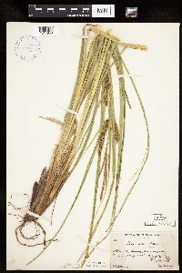 Carex utriculata image