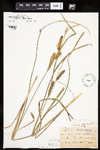 Carex utriculata image