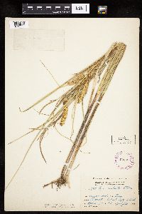 Carex utriculata image