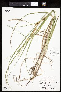 Carex utriculata image