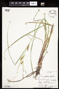 Carex utriculata image