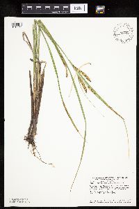 Carex utriculata image