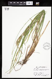 Carex utriculata image