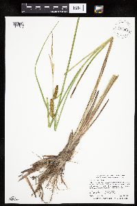 Carex utriculata image