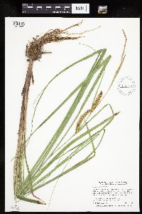 Carex utriculata image