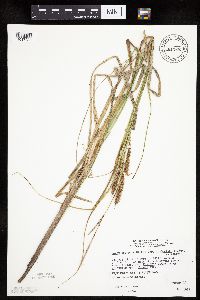 Carex utriculata image