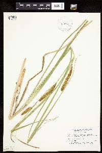 Carex utriculata image