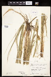 Carex utriculata image