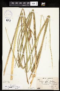 Carex utriculata image