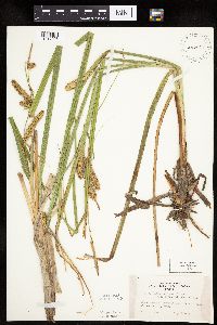 Carex utriculata image