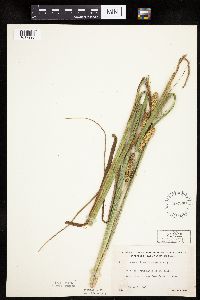 Carex utriculata image