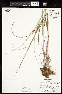 Carex utriculata image