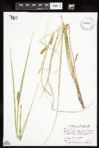 Carex utriculata image