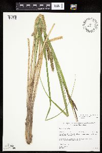 Carex utriculata image