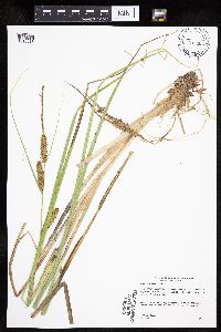 Carex utriculata image