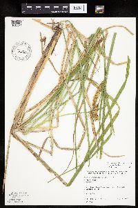 Carex utriculata image