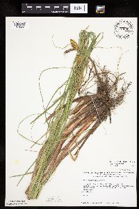 Carex utriculata image