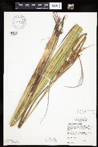 Carex utriculata image