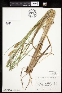 Carex utriculata image